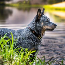 Fidget - Australian Cattle Dog