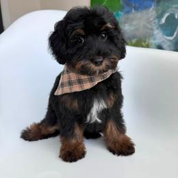 Kaylie's - GREEN BOY - Phantom male Goldendoodle puppy in Lewisville, Texas from Texas Goldendoodle Lovers