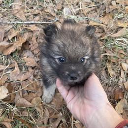 Blossom - Wolf sable female Pomeranian puppy in Bamberg, South Carolina from Shakhor Ohr Collies and Pomeranians