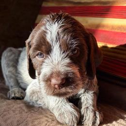 Storm - Brown and gray female Wirehaired Pointing Griffon puppy in Grangeville, Idaho from Happy Hollow Griffons