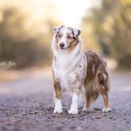 Polly - Miniature American Shepherd