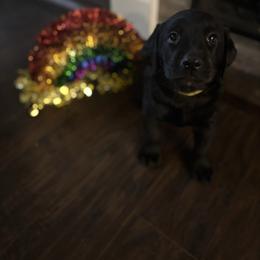 3rd pick black female - Black female Labrador Retriever puppy in Stafford Township, New Jersey from SommerLabs