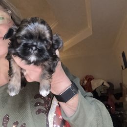 Alexandra - Chocolate female Shih Tzu puppy in Covington, Georgia from Top Hats 2  Shih Tzu’s