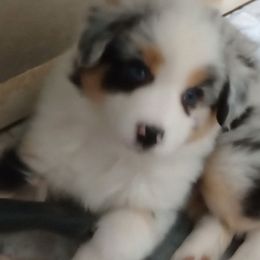 Maggie May - Blue merle female Australian Shepherd puppy in Wewoka, Oklahoma from OutBack Aussie OutLaws