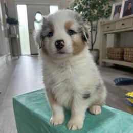 Jameson - Blue merle male Australian Shepherd puppy in Star, Idaho from Star Aussies