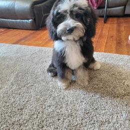 Blue Merle Boy - Blue merle male Bernedoodle puppy in Poplar Grove, Illinois from Awesome Paws