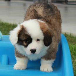 Ruby - Red Collar Male - Sable male Pembroke Welsh Corgi puppy in Victoria, Texas from Clear Creek Corgis