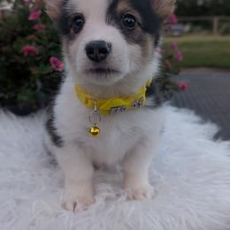 Eminem - Black and tan male American Corgi puppy in Garrett, Indiana from Chloe's Colorful Corgis