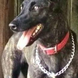 Dutch Shepherds from Sage Mountain Farm and Kennels