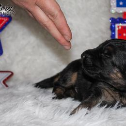 German Shepherd Puppies from 501 Shepherds