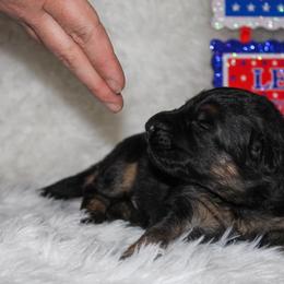 German Shepherd Puppies from 501 Shepherds
