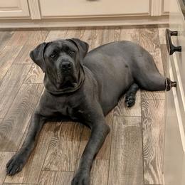 Cane Corso from DeWitt Cane Corso