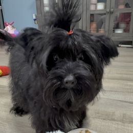 Scout - Black and tan male Yorkshire Terrier puppy in Statham, Georgia from The Yorkie Love Shack