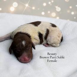 Beauty - Parti female Poodle puppy in Ellenburg Center, New York from Kristin's Puppies