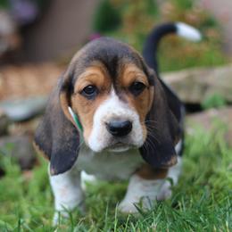 Cooper - Black white and brown male Basset Hound puppy in Idaho from Welcome Home Bassets