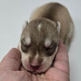 Bella - Sable and white female Siberian Husky puppy in Kansas City, Missouri from Anuun's Huskies