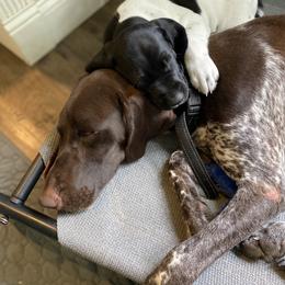 German Shorthaired Pointer Puppies from Thunder Mountain Gun Dogs