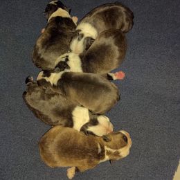 Boston Terrier Puppies from Grandma's Boston Terriers