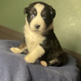 Australian Shepherd Puppies from Midwest Guardian Aussies