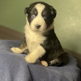Australian Shepherd Puppies from Midwest Guardian Aussies