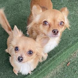 Chihuahuas from Cloudshadow Kennels