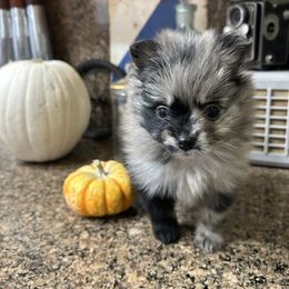 Noir - Blue merle female Pomeranian puppy in Costa Mesa, California from Wheresmil0