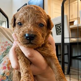 Pooh Bear - Red male Cavapoo puppy in Liberty Hill, Texas from Cuddlebug Cavapoos of Austin