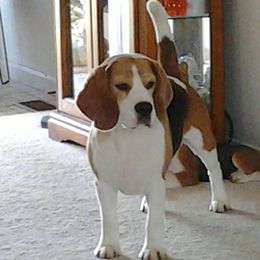 Walter - Beagle
