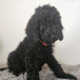 Nyx(Orange Collar) - Black female Poodle puppy in Columbia, South Carolina from Jones Poodles