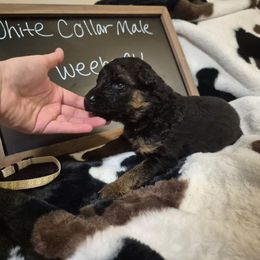White collar male - Black and red male German Shepherd puppy in Eugene, Oregon from Vom Osuna K9s