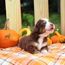 Australian Shepherd Puppies from LKN Aussies