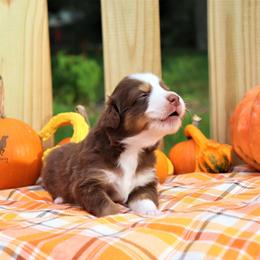 Australian Shepherd Puppies from LKN Aussies