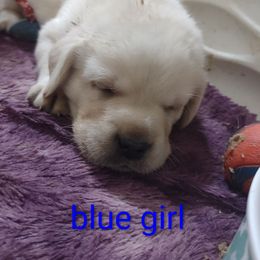 Blue collar girl - Yellow female Labrador Retriever puppy in Nacogdoches, Texas from Westlane Dogs