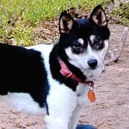 Chihuahuas and Shiba Inu from Tenderheart Kennels