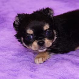 Chihuahua Puppies from Sugar Cookie Chihuahuas