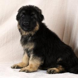 Black - Black and red male German Shepherd puppy in Hancock, New Hampshire from Kysarah German Shepherds
