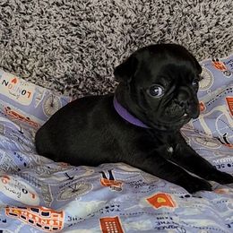 Pug Puppies from Pugs and Kisses from Kansas