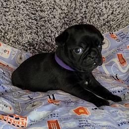 Pug Puppies from Pugs and Kisses from Kansas