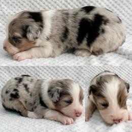 Blue Merle male - Blue merle male Miniature Australian Shepherd puppy in Brooker, Florida from Honey, I Shrunk the Aussies
