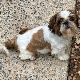 Giorgio - Shih Tzu