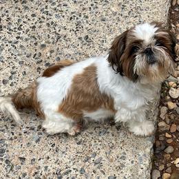 Giorgio - Shih Tzu