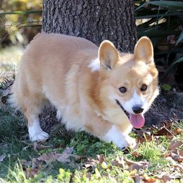 Whiskey - Pembroke Welsh Corgi