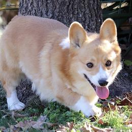 Whiskey - Pembroke Welsh Corgi