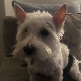 Cooper - West Highland White Terrier