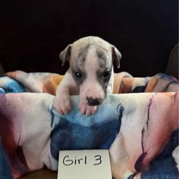 Girl 3 - Fawn brindle female Whippet puppy in Williamsport, Pennsylvania from Willowisp Whippets