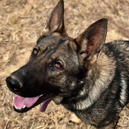 German Shepherds from K.A.K’s German Shepherds of Cove Creek