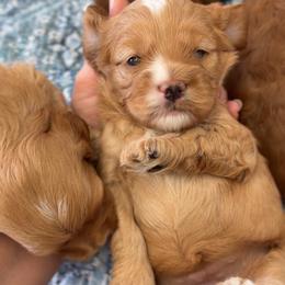 Nellie - Golden female Cockapoo puppy in Pledger, Texas from Sugarbear Cockapoos