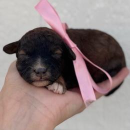 Jovie - Sable female Cavapoo puppy in Ville Platte, Louisiana from The Barkery