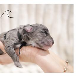 COVE - male Double Doodle puppy in Hialeah, Florida from The Pup Spot