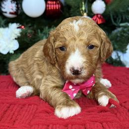 Yara - Pink collar female - Red  female Goldendoodle puppy in Yuciapa, California from AlltheDoodlez_